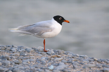 wild birds in nature