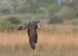 wild birds in nature