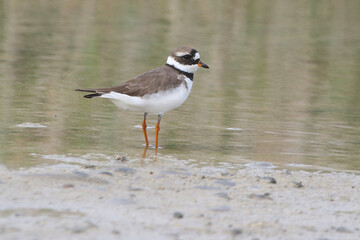 Greater Ringed Plover, real photo of wild bird in natural environment