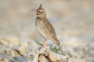 wild birds in nature