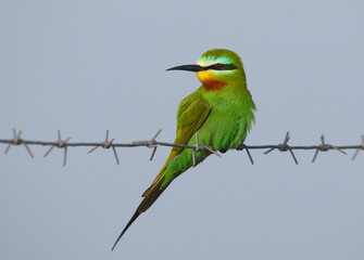 wild birds in nature