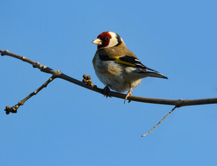 wild birds in nature