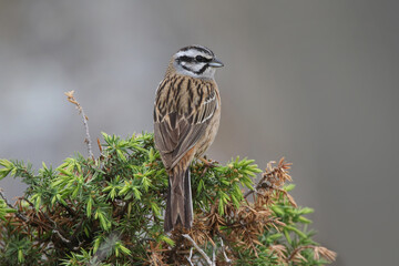wild birds in nature