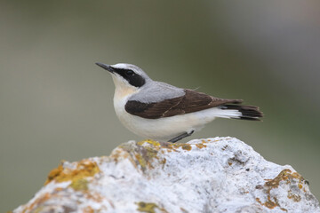 wild birds in nature