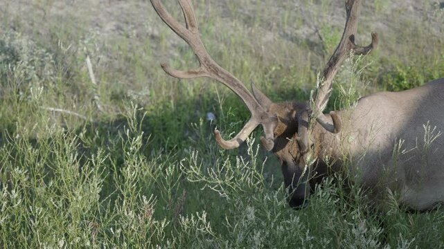 A majestic elk grazing in lush green grass, Mount Edith Cavell, Canadian Rockies