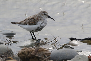wild birds in nature