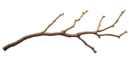 Fototapeta premium A dry, twisted branch isolated on a white background, showcasing intricate details and textures of the wood.