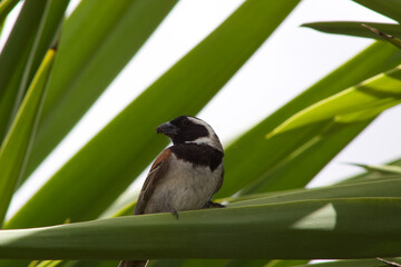 Male House Sparrow, Passer Domesticus