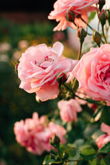 pink roses in the garden