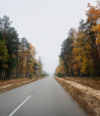 Fototapeta premium Road through autumn forest on foggy morning. Diminishing perspective drivers point of view : straight long stretch of road surrounded with orange trees.