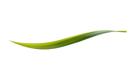 Fototapeta premium A single green leaf with a sleek, elongated shape, featuring vibrant colors and a natural glossy finish. Perfect for botanical designs.