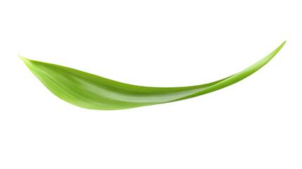 Fototapeta premium A single green leaf with a smooth texture, showcasing vibrant color and natural design against a white isolated background.