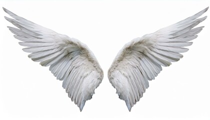 Fototapeta premium white angel wing isolated