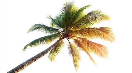 A single palm tree with green leaves against a white background.