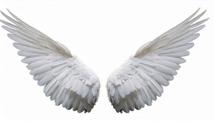 Obraz premium white angel wing isolated