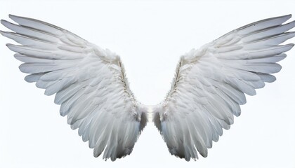 Obraz premium white angel wing isolated