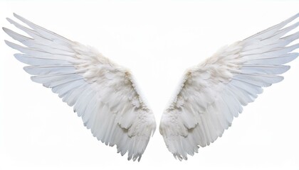 Obraz premium white angel wing isolated