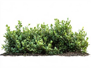 Obraz premium Lush Green Bush Isolated on White Background Perfect for Landscaping Designs and Nature Scenes
