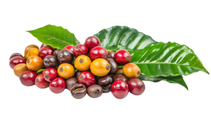 A vibrant collection of coffee cherries displayed with lush green leaves, showcasing various colors including red, yellow, and dark brown.