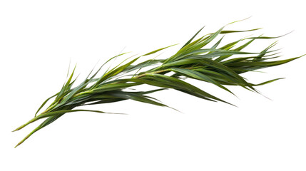 Fototapeta premium A vibrant green grass sprig with fine leaves displayed against a white isolated background, perfect for natural and botanical themes.