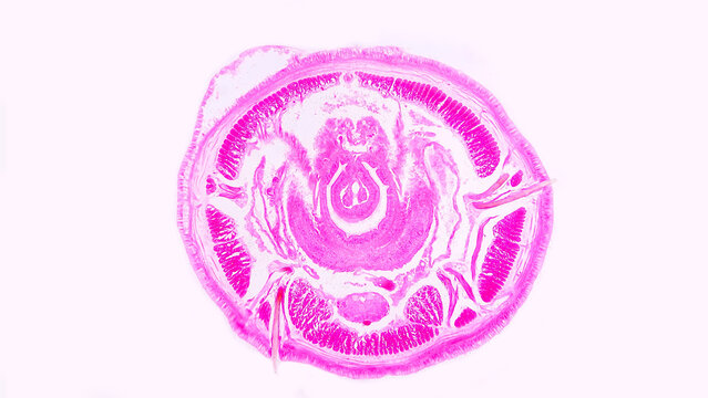 Earthworm (Lumbricus sp. ) transverse section histology