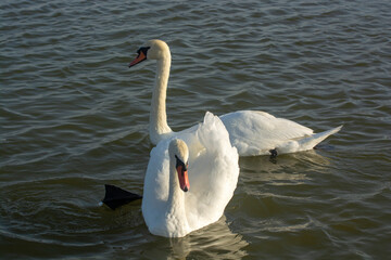Naklejka premium A couple of white swans runs up separately. Birds pair white swans on lake