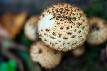Close-up of mushrooms with textured cap with small, brown, scale-like protrusions. Other mushrooms are in the background, slightly out of focus large cluster of fungi growing in a natural environment