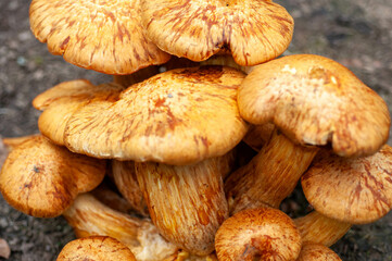 Close-up view of a cluster of  orange-brown mushrooms.  The mushrooms are densely packed together, their caps and stems showing intricate patterns of textures and colors.  