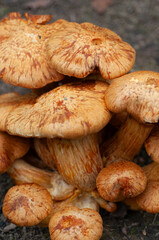 Close-up of a cluster of orange-brown mushroom with caps and stems overlapping. The caps a textured surface with red-brown markings. No people in the image. The image shows the growth of the mushrooms