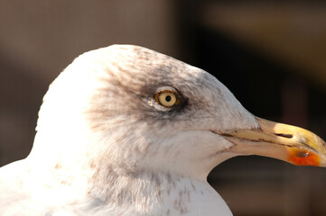 Close-up of a seagull's head and beak.  The bird's eye, beak, and feathers are clearly visible.  