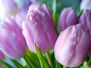 A bunch of pink flowers with green stems. tulips