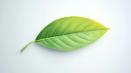 Obraz premium Single green leaf with visible veins isolated on a white background.