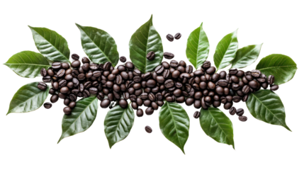 Coffee beans surrounded by vibrant green leaves, showcasing a natural arrangement against a white background, perfect for coffee lovers.