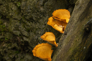 mushrooms on tree