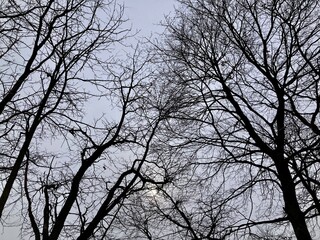 trees in winter