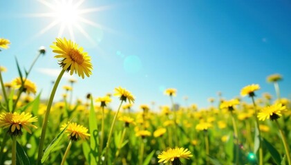 Fototapeta premium Sunlit dandelion field, vibrant yellow blooms against a clear blue sky , vibrant, pretty, clouds