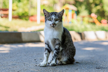 Calm stray cat sitting on a urban street on a sunny day