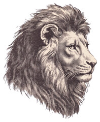 Obraz premium PNG Lion illustration wildlife drawing.