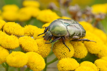 Macro shot of beautiful Rose chafer, metallic, shiny green and copper beetle (Protaetia cuprea)
