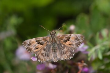 A mallow skipper sits on a  pink flower. Carcharodus alceae. Closeup portrait of a skipper.