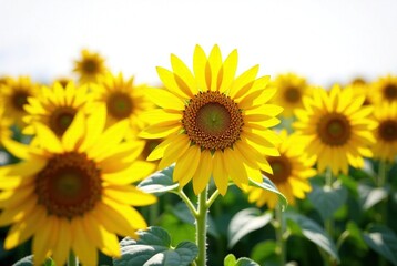 Sunflower Field - Isolated PNG