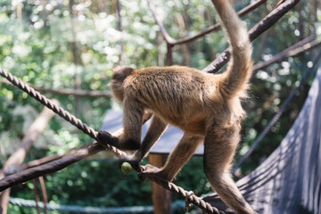 Monkey at the zoo