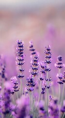 Obraz premium Serene Lavender Field Soft Light Purple Blooms Nature Beauty