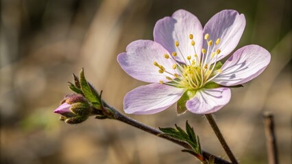 Fototapeta premium Close-up of a single wildflower in bloom, alpine flowers, wildflowers