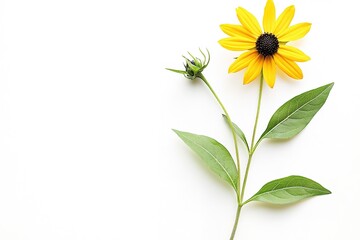 Black-Eyed Susan Wildflower: Vibrant Bloom with Long Green Leaves on White Background plant flora   