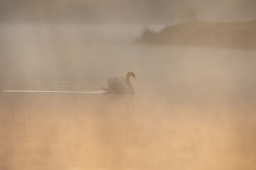 Swan