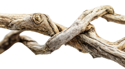 Intricately twisted branches showcasing natural texture and color, perfect for artistic designs or backgrounds. Isolated on a white background.