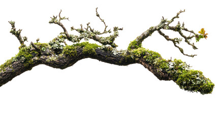 Fototapeta premium Moss-covered tree branch with intricate textures and details on a white isolated background.