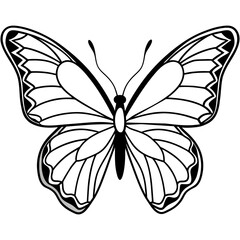 butterfly illustration