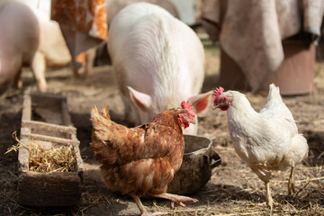 Birds on a farm. Two chickens are standing next to a trough with water.